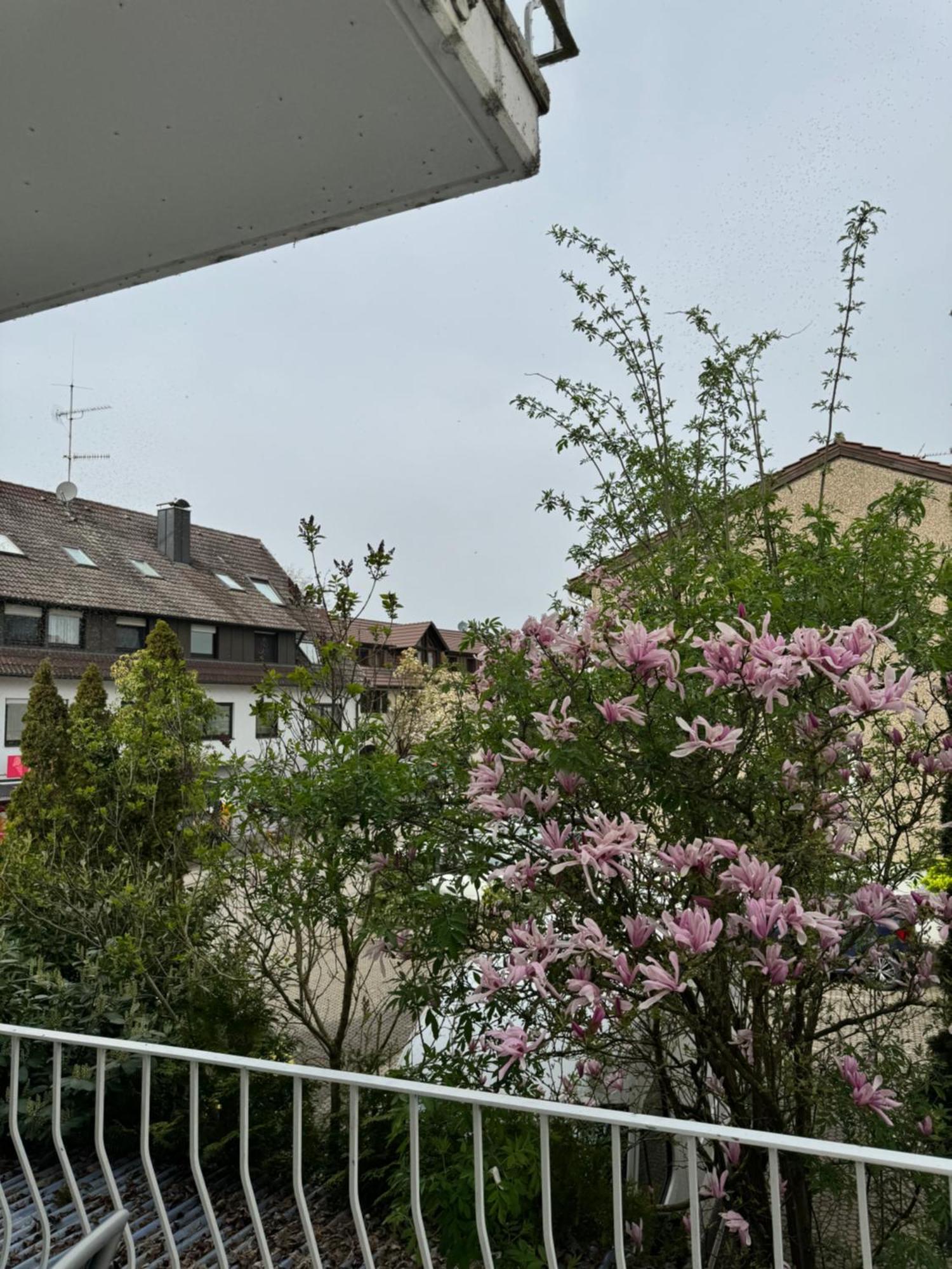 See-Hotel Seeschau - Direkt Am Bodenseeufer 赖歇瑙 外观 照片